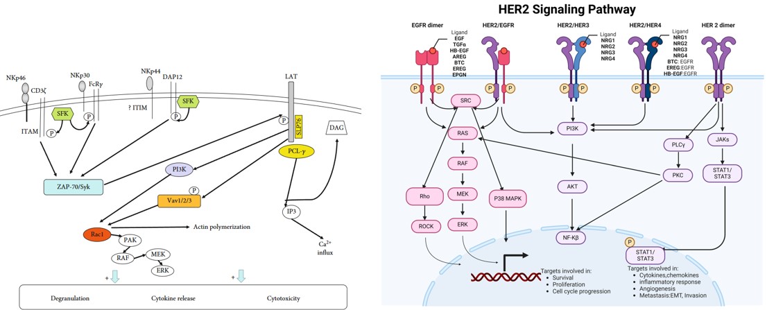 Intracellular signaling involving Nkp44 and HER2. (OA Literature)