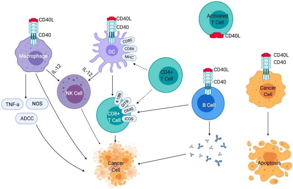 Fig 1. Effects of CD40-CD40L signaling on immune cells and cancer cells. (Djureinovic, et al., 2021)