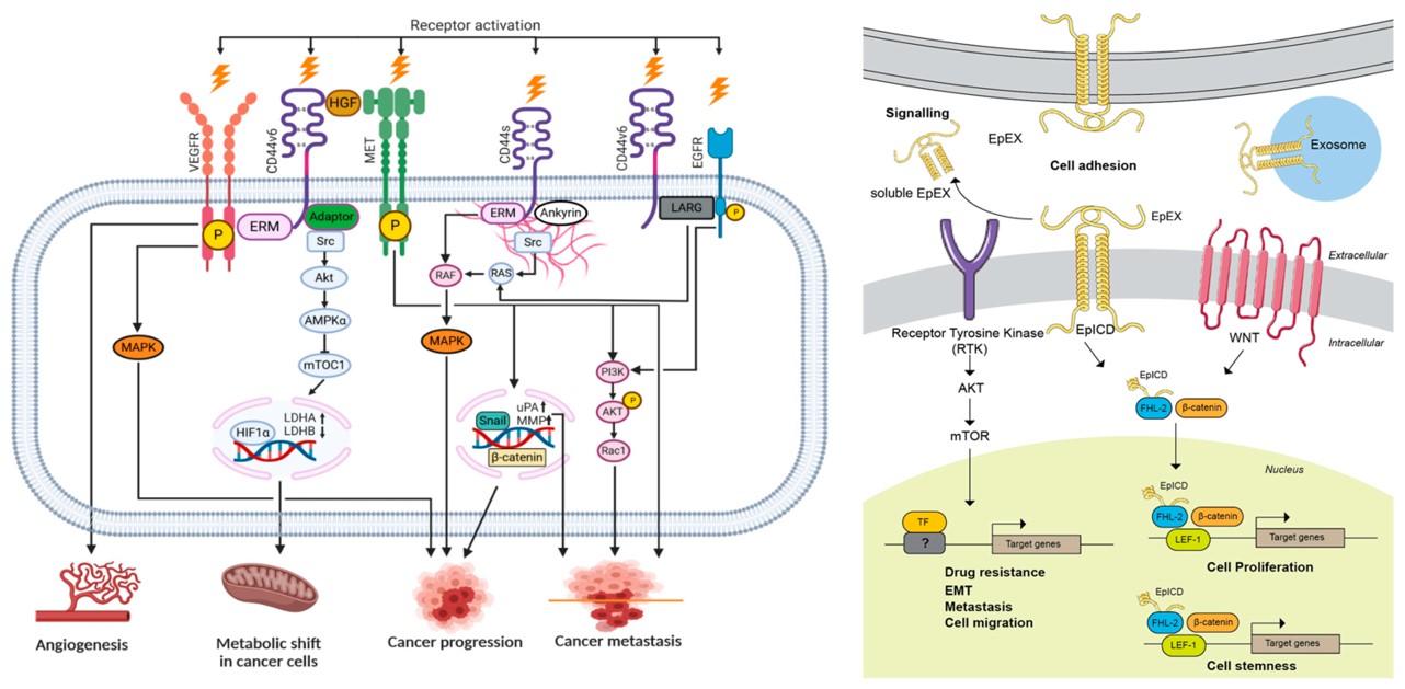 Signaling pathways engaging the CD44 and EpCAM in cancer cells (OA Literature)