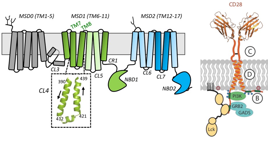 Structure of MRP1 and CD28. (OA Literature)