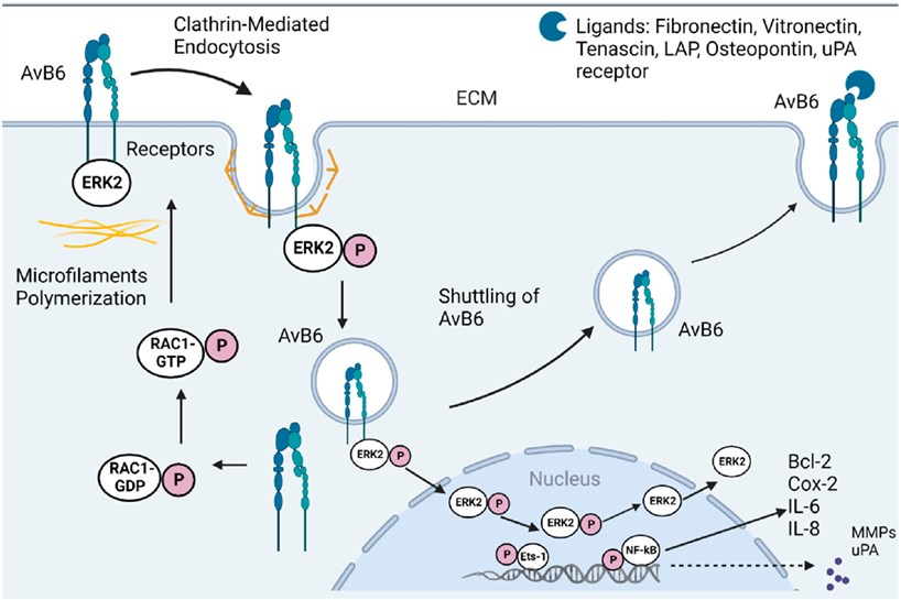 Signaling pathway of ITGAV αvβ6 in cancer (Brzozowska, et al, 2022)