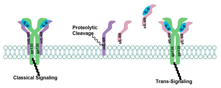 Signaling mechanisms of IL-6 and IL-6R (Kaur, et al, 2020)