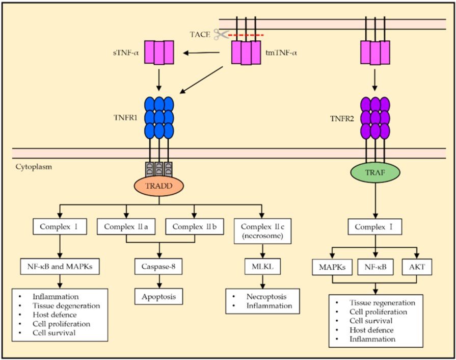 General TNF-signaling pathway of TNFR1 and TNFR2 (Jang, et al, 2021)