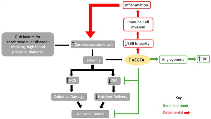 VEGFA signaling in cerebrovascular diseases (White, et al, 2020)