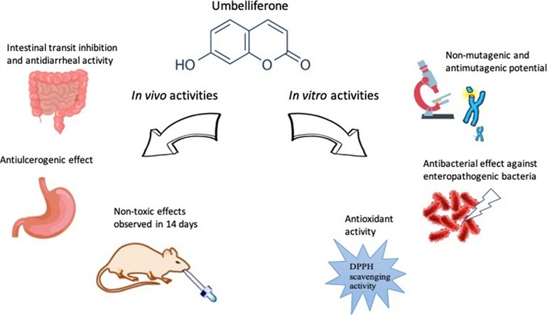 7-OHC shows therapeutic and non-toxic effects in gastrointestinal diseases. (Cruz, et al, 2020)