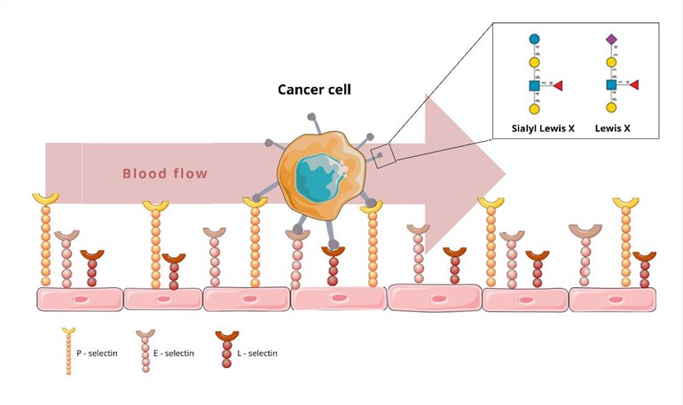 CD15 and cancer cell adhesion. (Szlasa, et al., 2022)