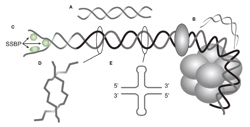 Distinct DNA structures in chromatin as different antigens. (Rekvig, 2022)