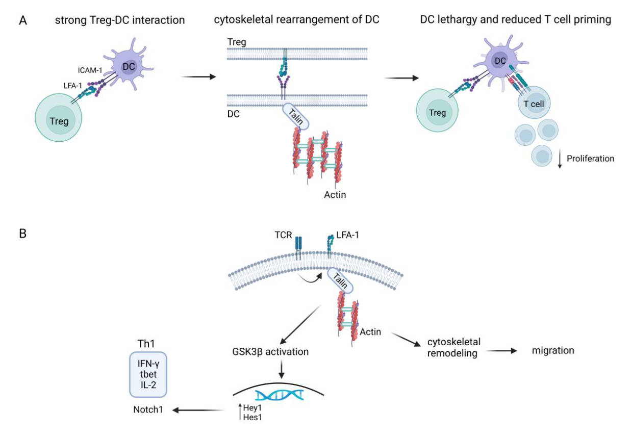 Role of LFA-1-mediated contact for T cell response and suppression. (Klaus, et al, 2023)