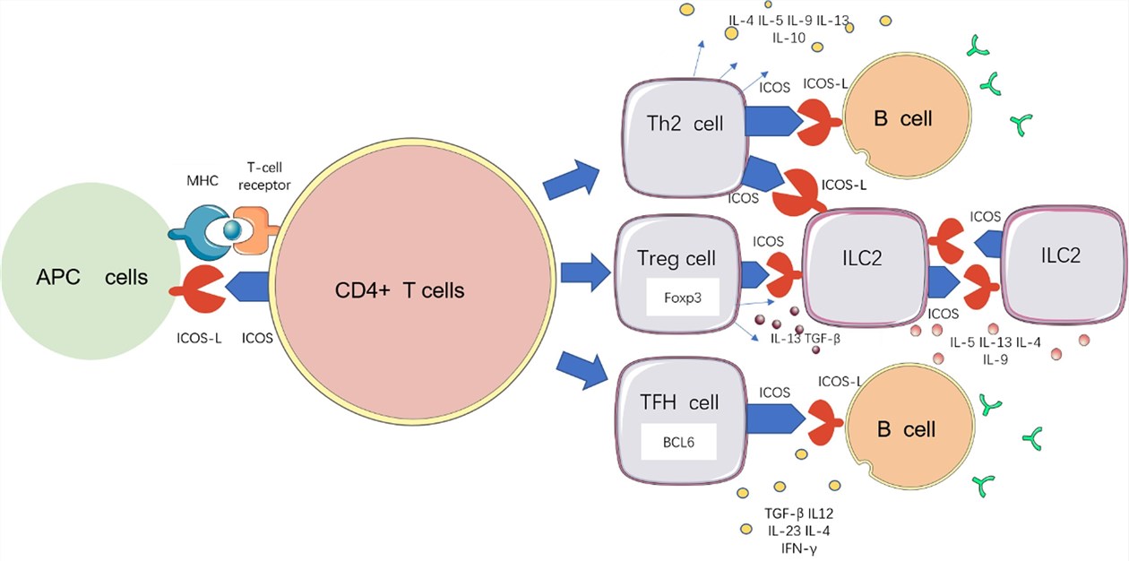 ICOS/ICOS-L (B7RP1) regulates primed T cells differentiation. (Zhang, et al, 2022)