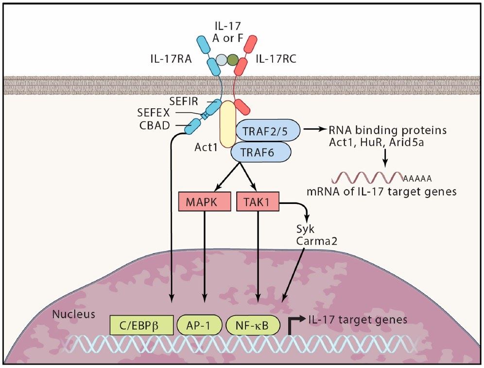 IL17 signaling pathways: transduction and amplification. (McGeachy, et al, 2019)