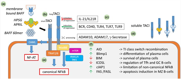Schematic overview of the TACI network in B-cells. (Salzer, et al, 2021)