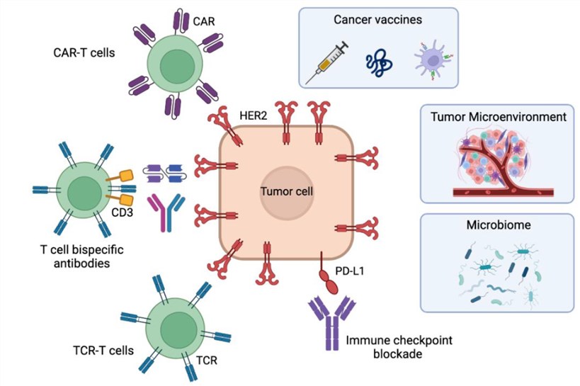 Immunotherapeutic approaches for HER2-positive breast cancer (Duro-Sánchez, et al, 2023)