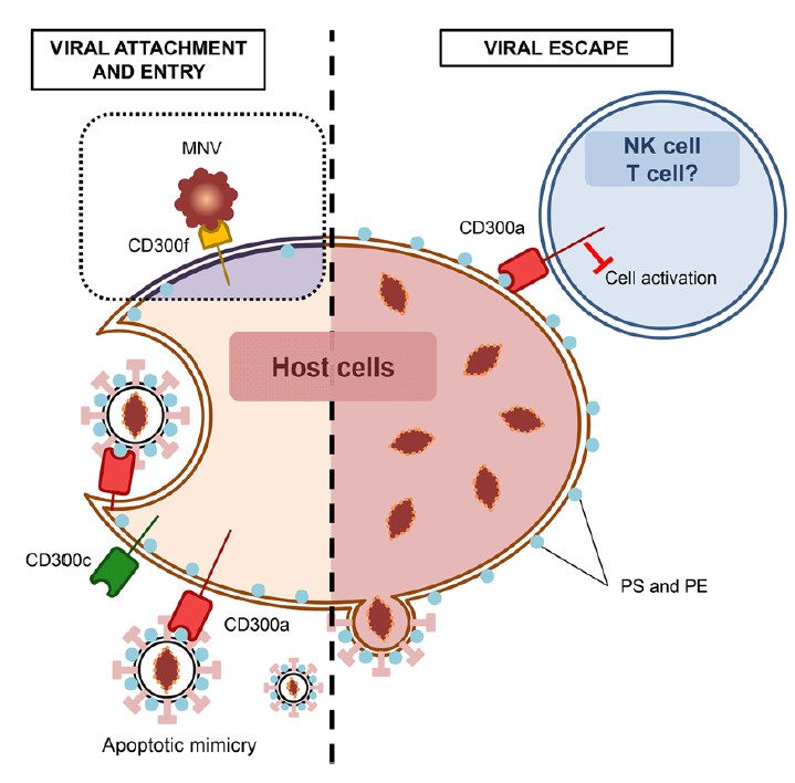 CD300 molecules in viral attachment, entry, and escape. (Vitallé, et al, 2019)