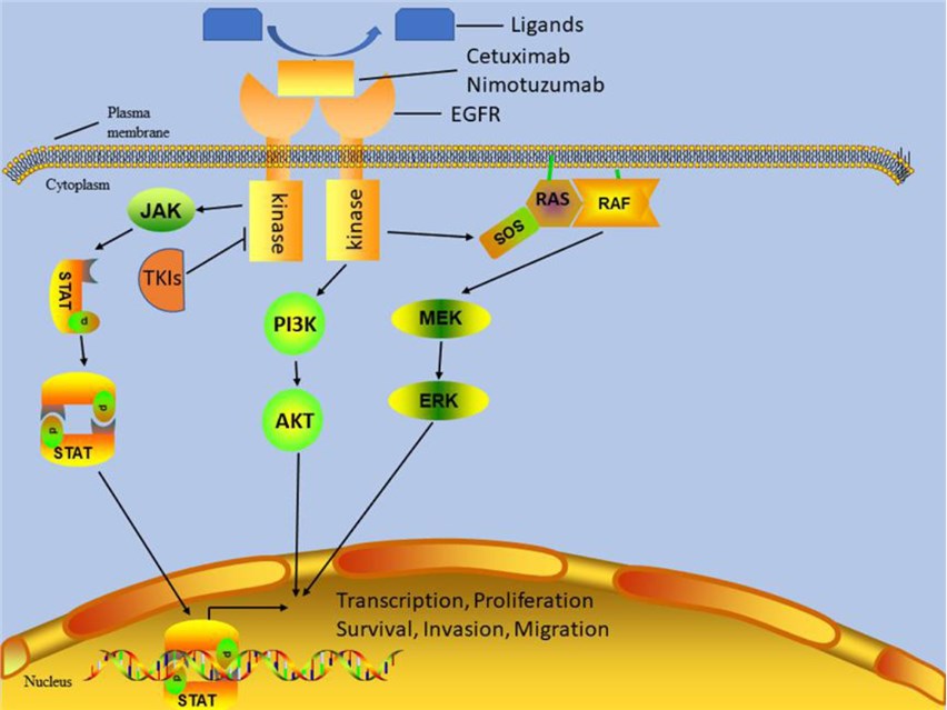 The downstream pathways of EGFR and the mechanism of anti-EGFR therapies (Chen, et al, 2020)