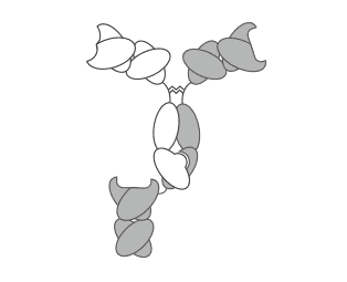 Schematic representation of the KIH IgG-scFab antibody. (Spiess, C., 2015)