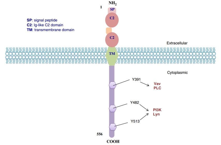 CD19 structure. (Bailly, et al., 2022)