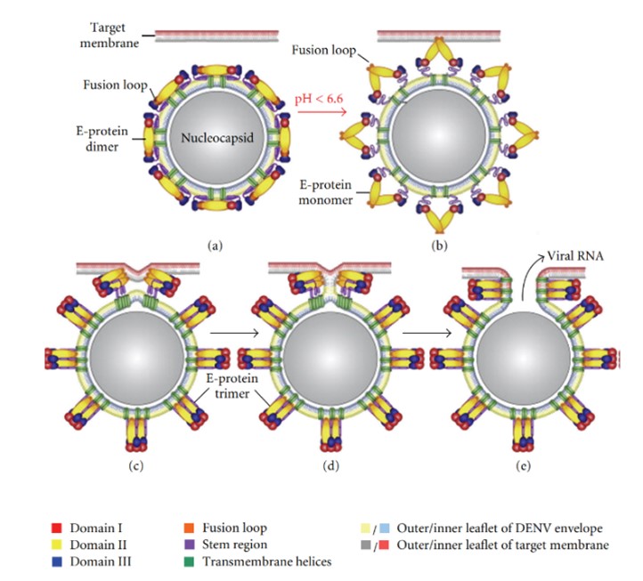 Fig.1 The membrane fusion process of DENV. (Alen and Dominique, 2012)