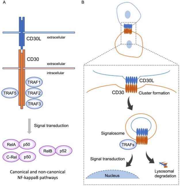 CD30 signaling by trogocytosis. (Nakashima and Kaoru, 2023)