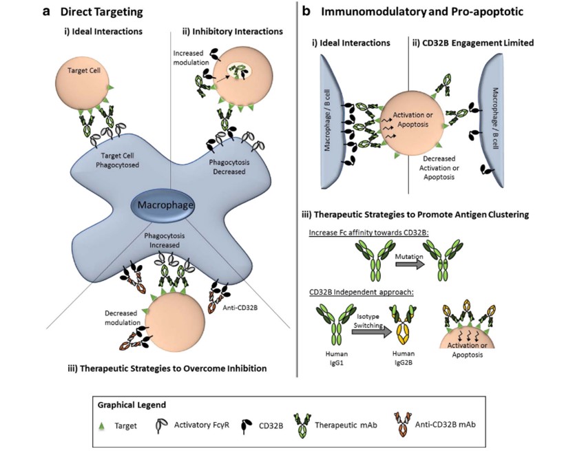Fig.1 The mechanisms by which CD32B regulates mAb immunotherapy. (Roghanian, et al., 2015)