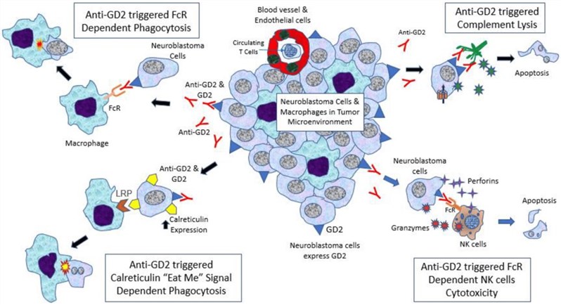 Fig.1 The cytotoxic effect of anti-GD2 and its impact on the neuroblastoma tumor microenvironment. (Chan and Carol, 2022)