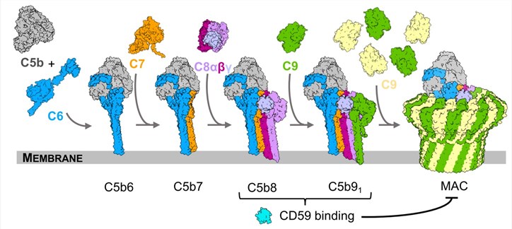 Fig.1 Illustration of MAC assembly. (Couves, et al., 2023)