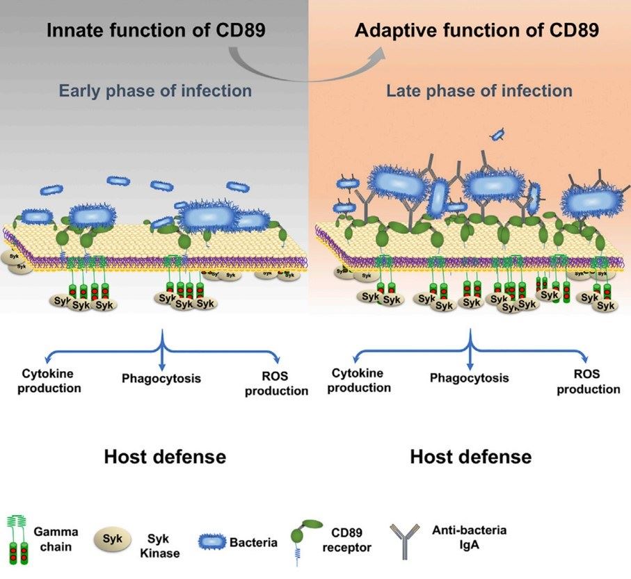 Fig.1 The function of CD89 in host defense. (de Tymowski, et al., 2019)