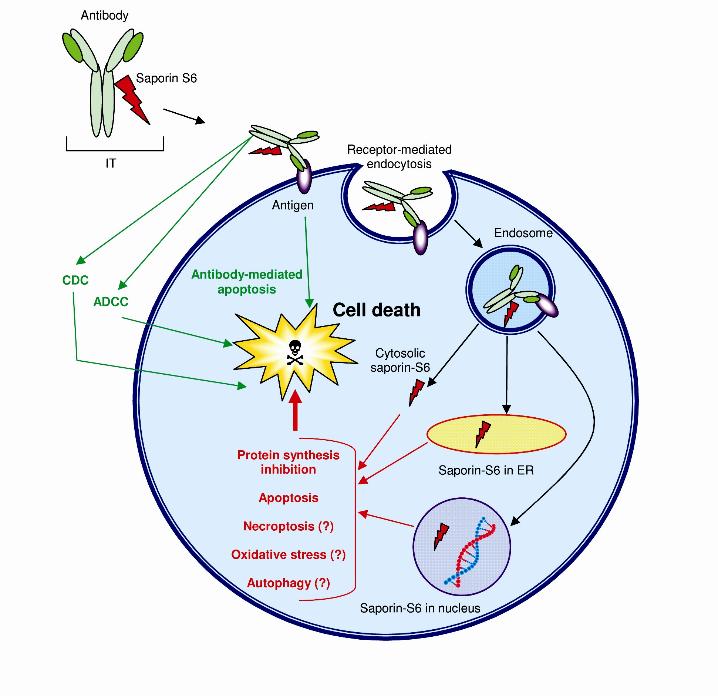 Fig.1 Multiple cell death pathways induced by saporin-S6 containing immunotoxins (ITs). (Polito, 2013)