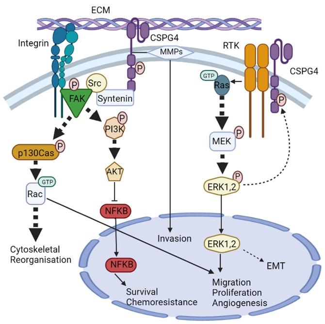 Fig.1 CSPG4 signalling pathways. (Chen, 2022)