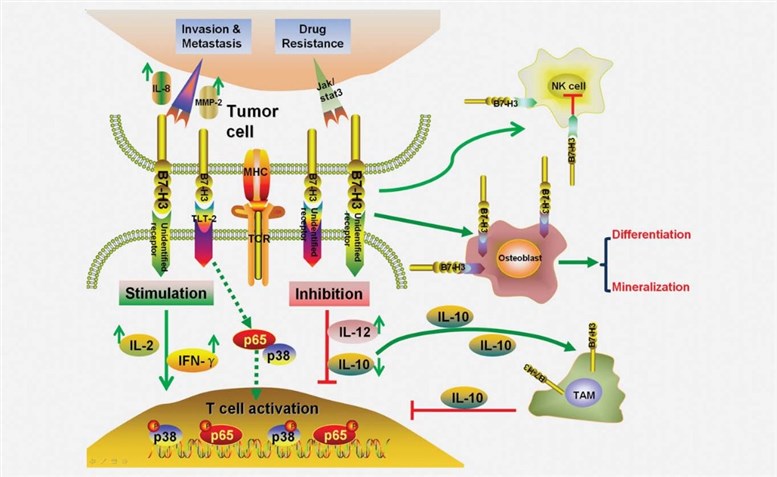 Fig.1 Schematic representation of possible functions of B7-H3-mediated tumor cell immunity. (Wang, 2014)