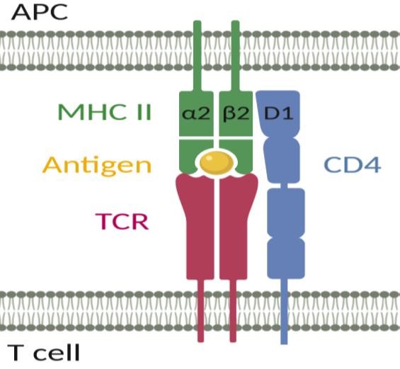 Fig.1 The CD4 receptor has an intercellular adhesion function during T cell activation. (Claeys, 2019)