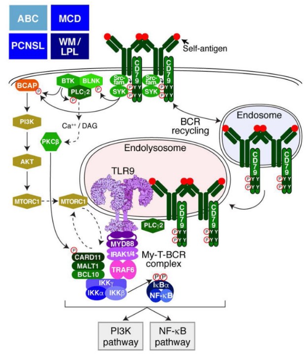 Fig.1 My-T-BCR signaling. (Young, 2019)