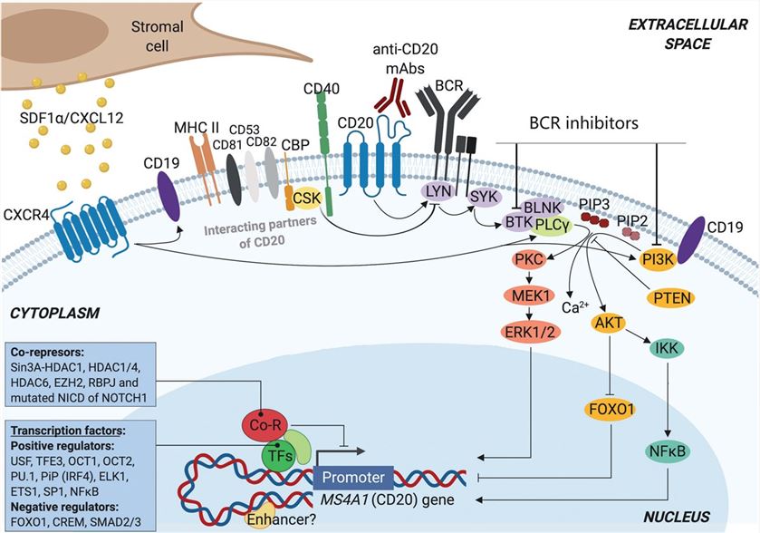 CD20 regulatory mechanisms. (Pavlasova, et al., 2020)