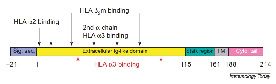 CD8 function and structure. (Gao, et al., 2000)