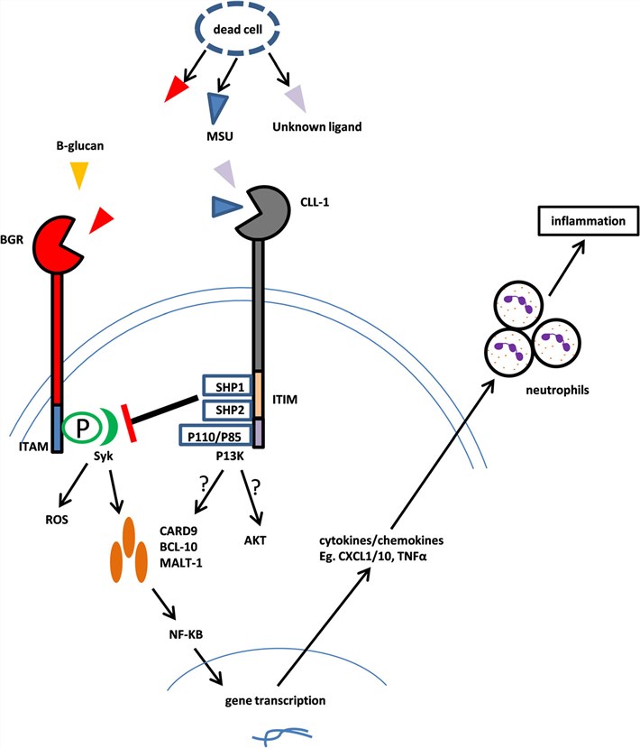 CLEC12A function. (Ma, et al., 2019)
