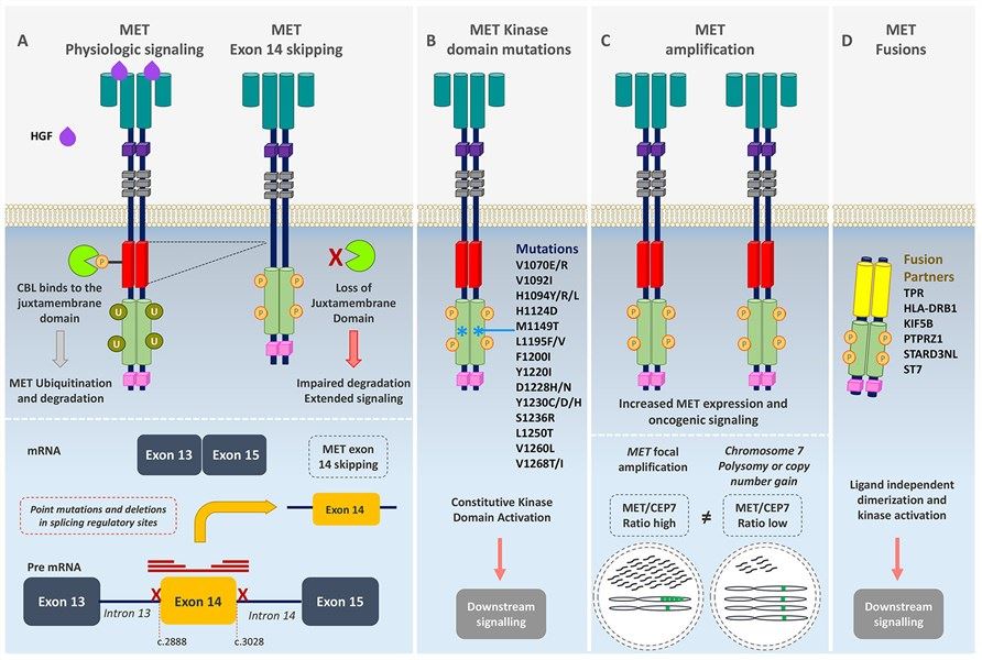 MET oncogenic activation. (Recondo, et al., 2020)