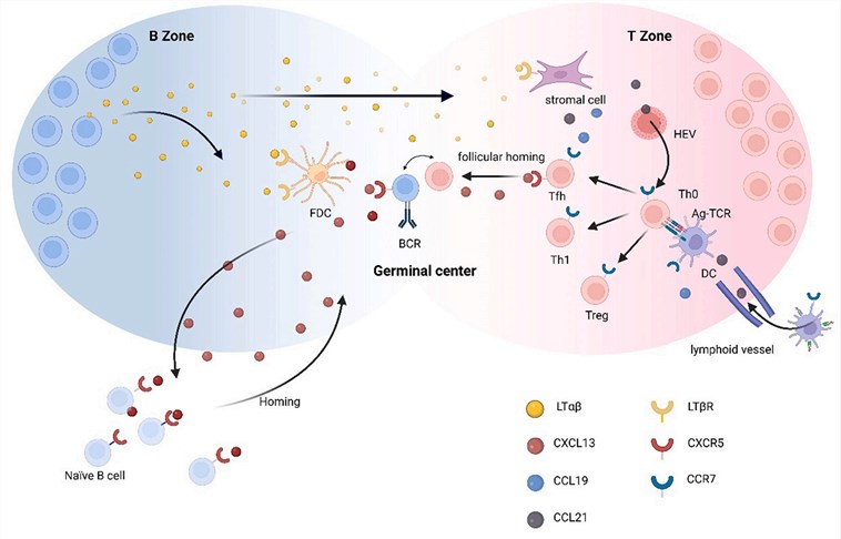 CXCL13-CXCR5 axis. (Quintero, et al., 2022)
