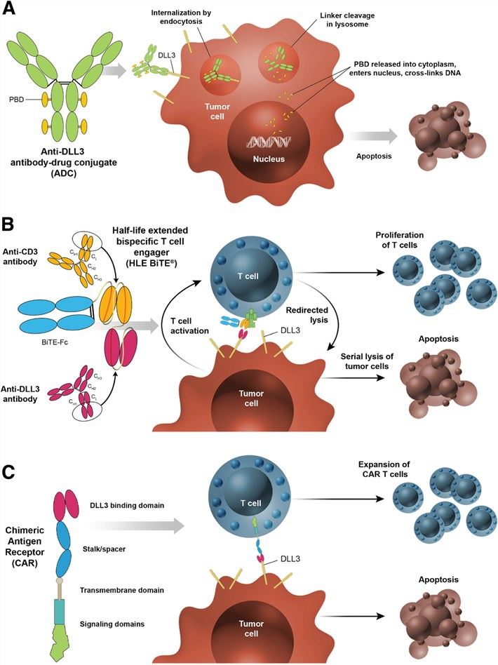 DLL3 in cancer and targeted investigation protocols. (Owen, et al., 2019)