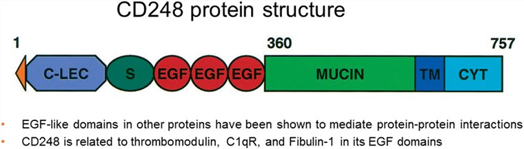  CD248 structure. (Teicher, 2019)