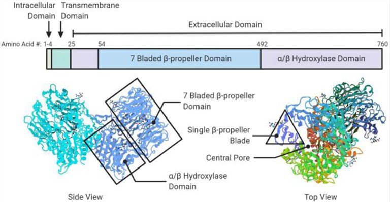 FAP protein. (Fitzgerald, et al., 2020)