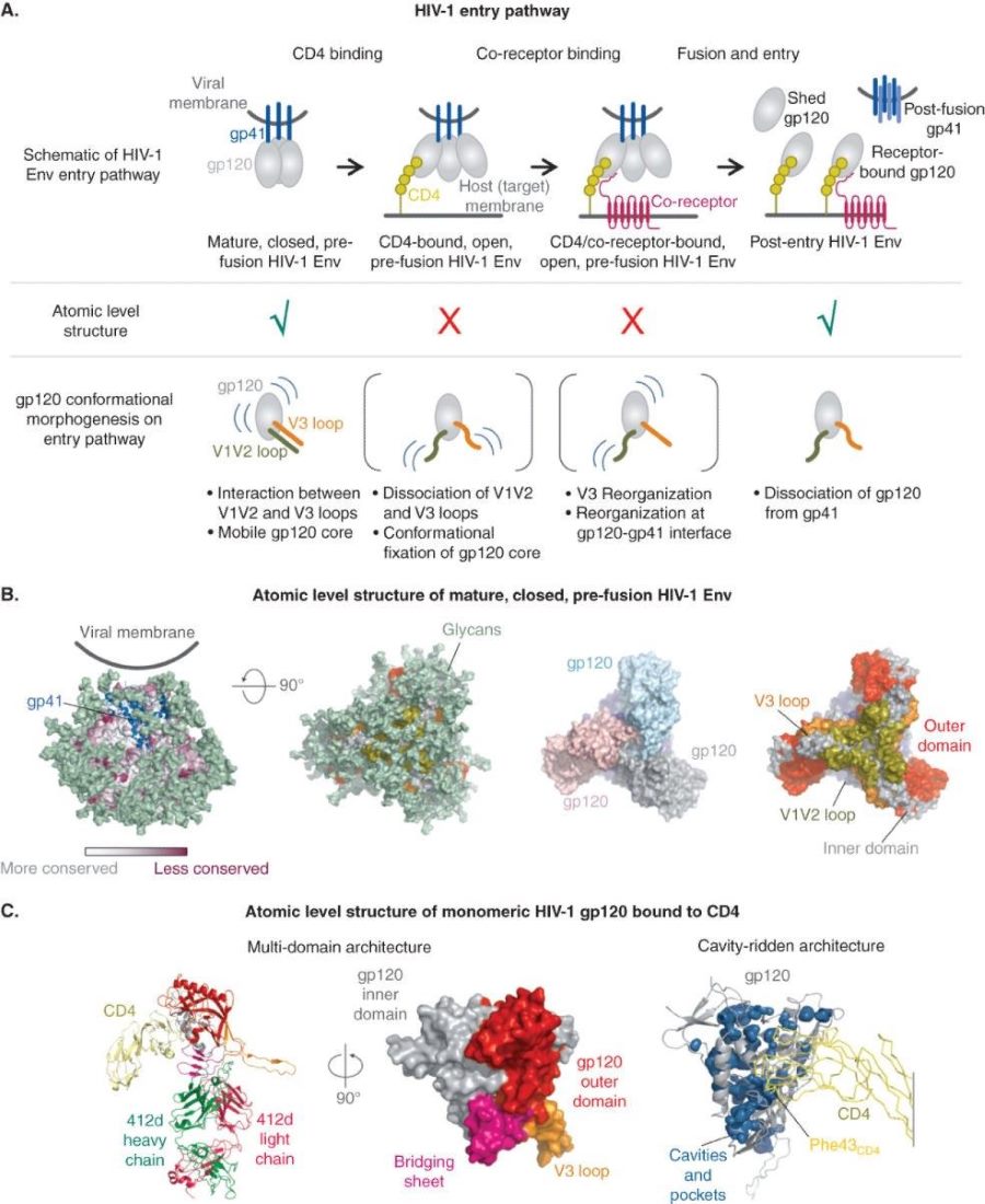 HIV-1 entry and gp120. (Acharya, et al., 2015)