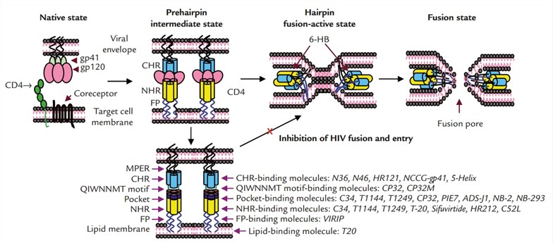 HIV-1 gp41 fusion intermediate. (Pan, et al., 2010)
