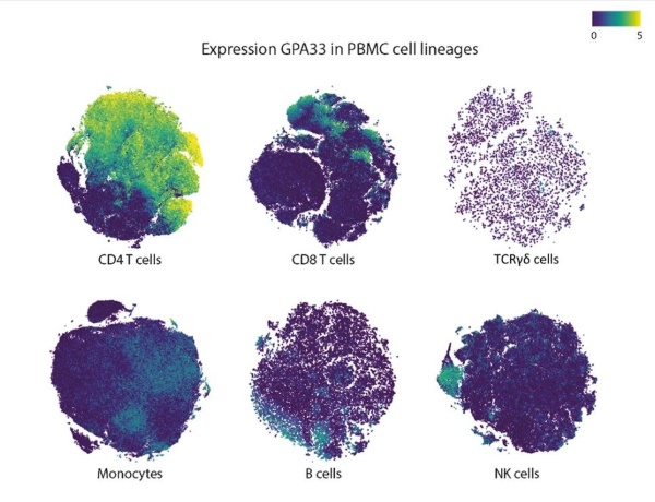 Expression of gpA33. (Opstelten, et al., 2021)