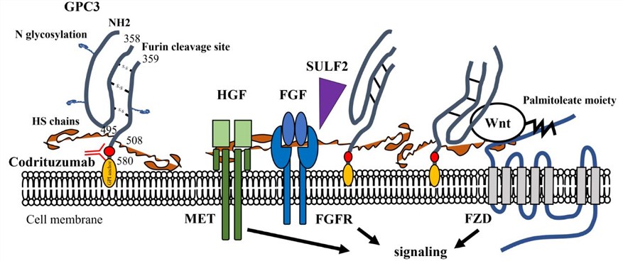 Structure of GPC3 and its involvement in HCC. (Nishida, et al., 2019)