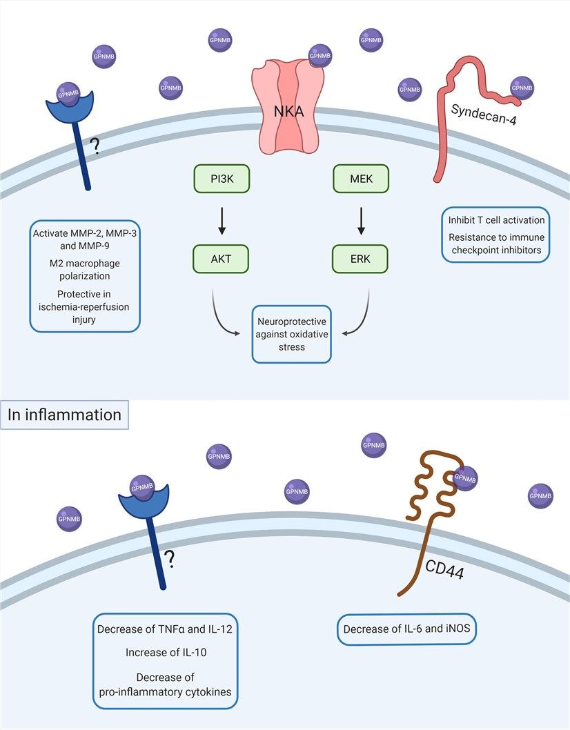GPNMB intracellular signaling. (Saade, et al., 2021)