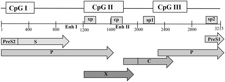 Open reading frames of HBV. (Koumbi, et al., 2016)