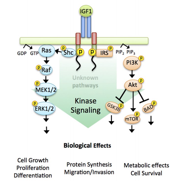 IGF1 and IGF1R pathway. (Crudden, et al., 2015)