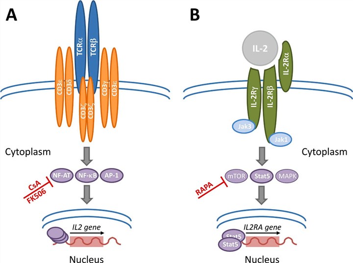 Deciphering the intricacies of IL2-IL2R pathway signal transduction. (Damoiseaux, et al., 2020) 