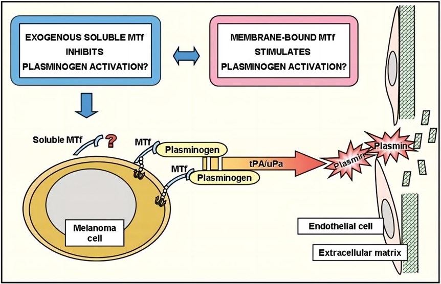 Involvement of MTf/p97 in plasminogen activation and angiogenesis. (Rahmanto, et al., 2007) 