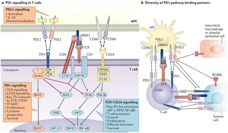Navigating PD1 signaling: the diversity of binding partners. (Sharpe, et al., 2018) 