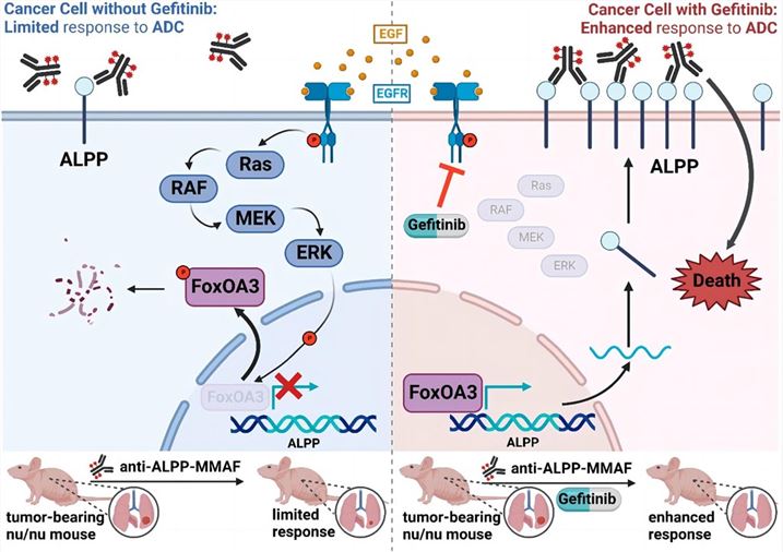 Proposed schematic: EGFR inhibition-induced surface upregulation of ALPP/PLAP in cancer cells. (Chen, et al., 2023)